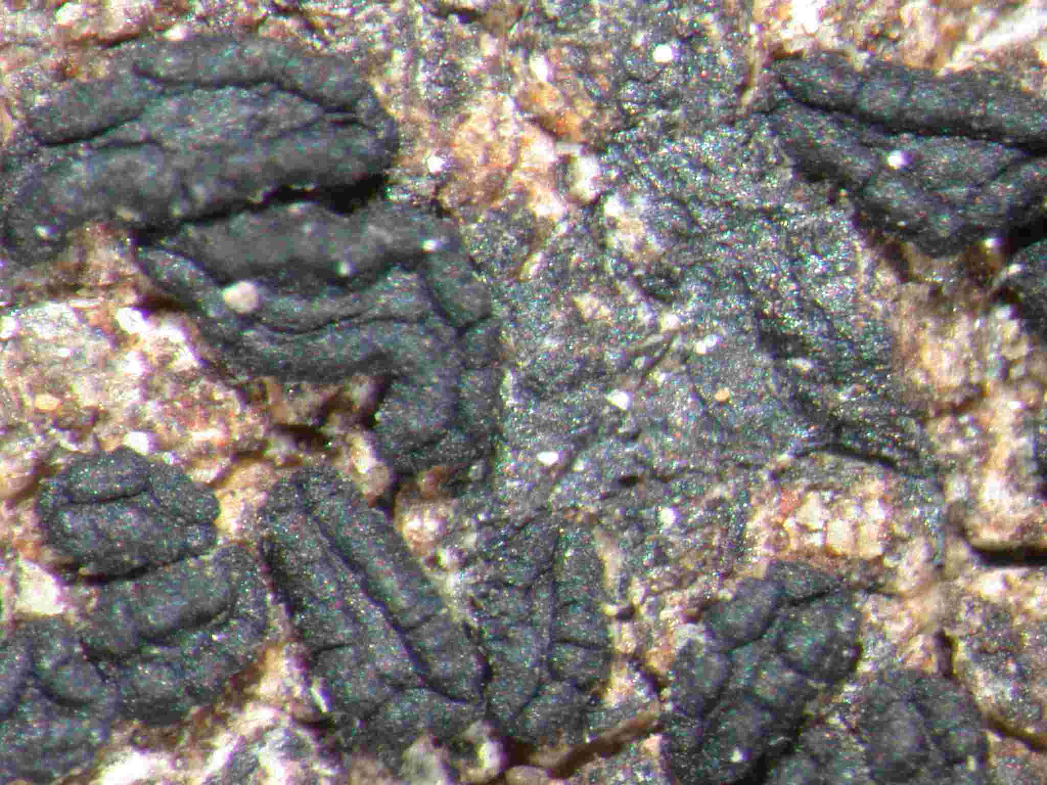 [Alyxoria subelevata]